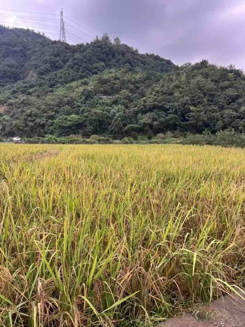 高山紫米自家种植溪水高山.800亩批发合作