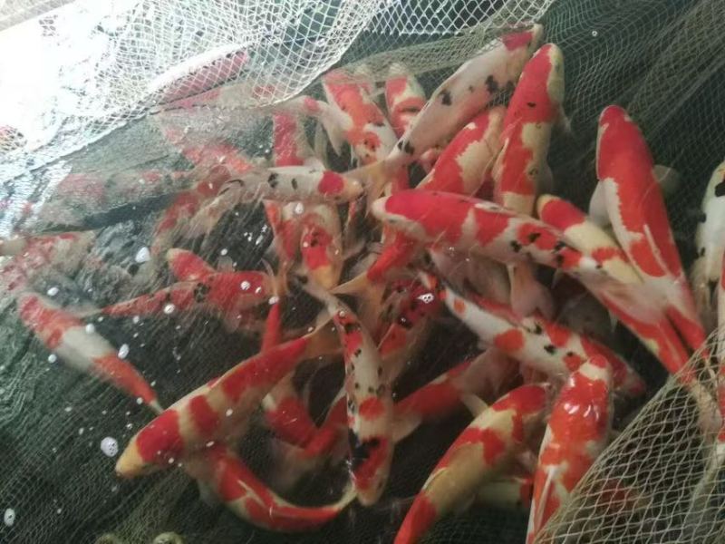 锦鲤活鱼纯种冷水金鱼观赏鱼宠物鲤鱼鱼苗淡水招财好养耐活黄金
