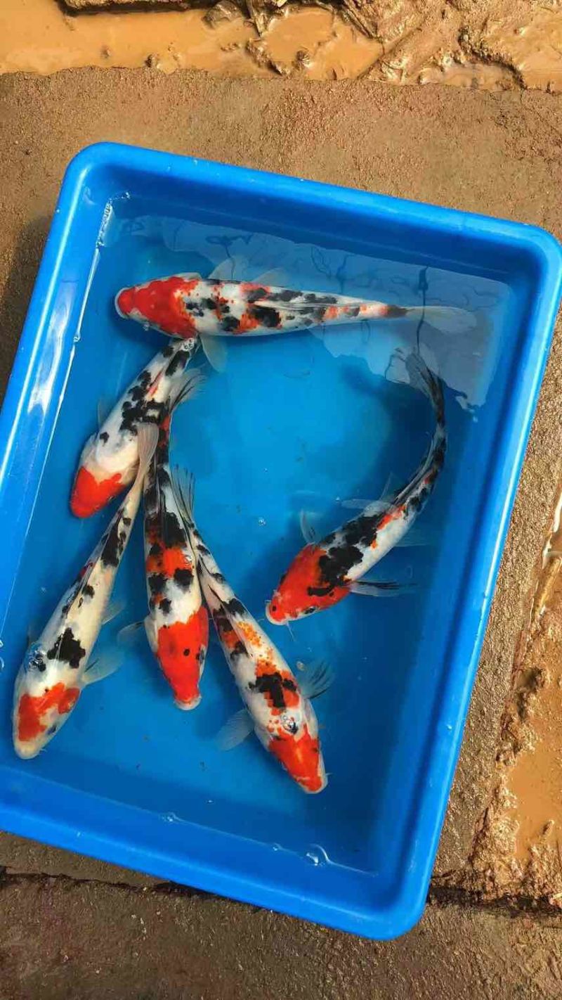 锦鲤活鱼纯种冷水金鱼观赏鱼宠物鲤鱼鱼苗淡水招财好养耐活黄金