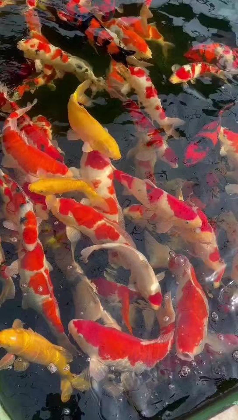 锦鲤活鱼纯种冷水金鱼观赏鱼宠物鲤鱼鱼苗淡水招财好养耐活黄金
