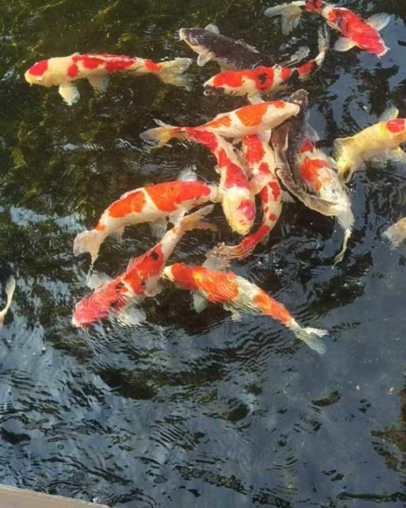 锦鲤活鱼纯种冷水金鱼观赏鱼宠物鲤鱼鱼苗淡水招财好养耐活黄金