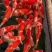锦鲤活鱼纯种冷水金鱼观赏鱼宠物鲤鱼鱼苗淡水招财好养耐活黄金