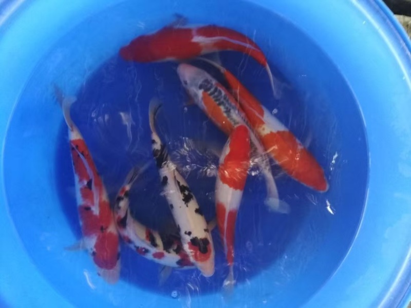 锦鲤活鱼纯种冷水金鱼观赏鱼宠物鲤鱼鱼苗淡水招财好养耐活黄金