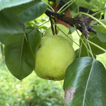 翠冠梨、黄金梨