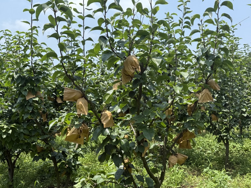 翠冠梨、黄金梨