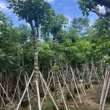秋枫骨架10-25分，大量低价出售