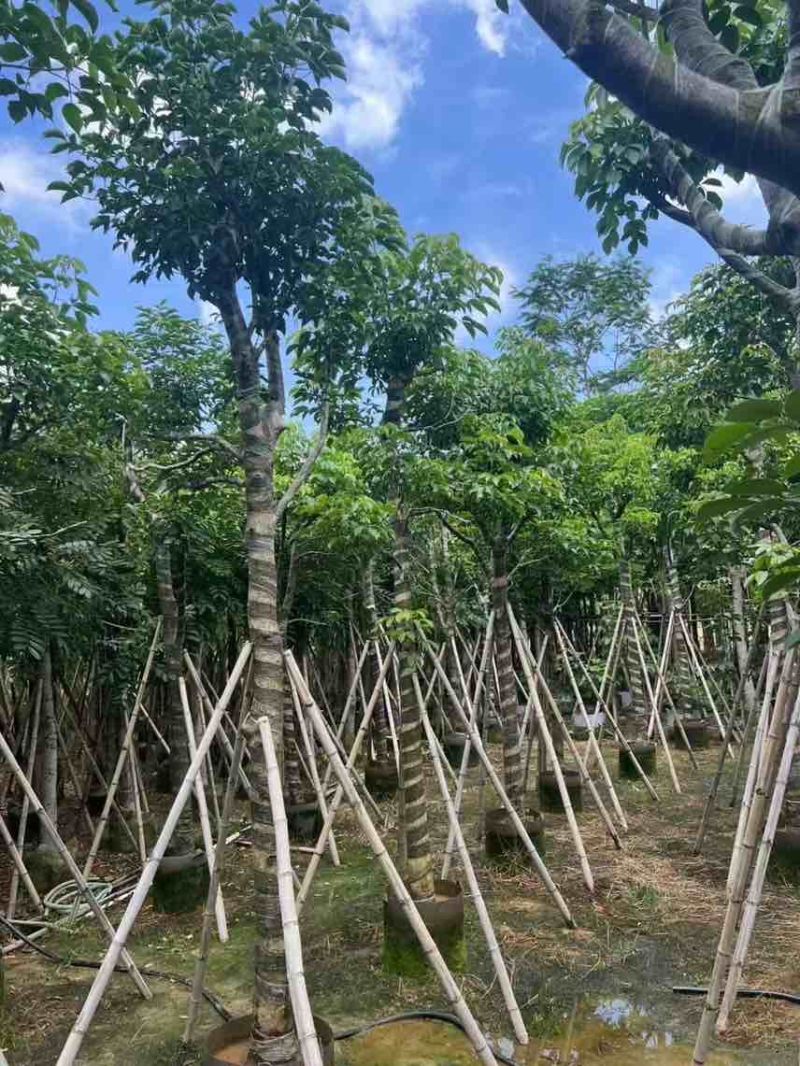秋枫骨架10-25分，大量低价出售