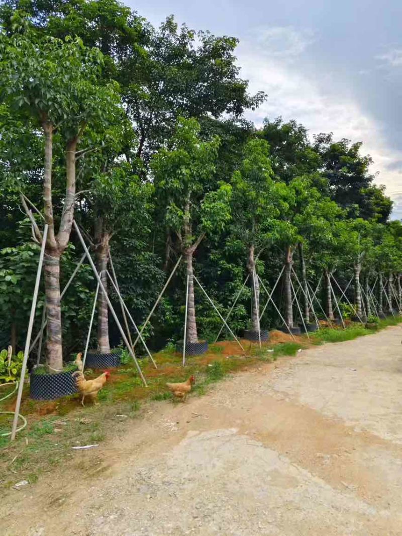 秋枫骨架10-25分，大量低价出售
