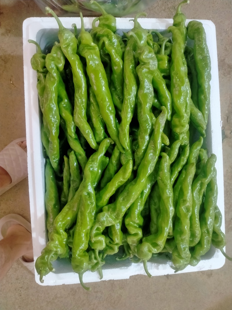 螺丝椒