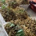 高州石硖龙眼，500斤起批