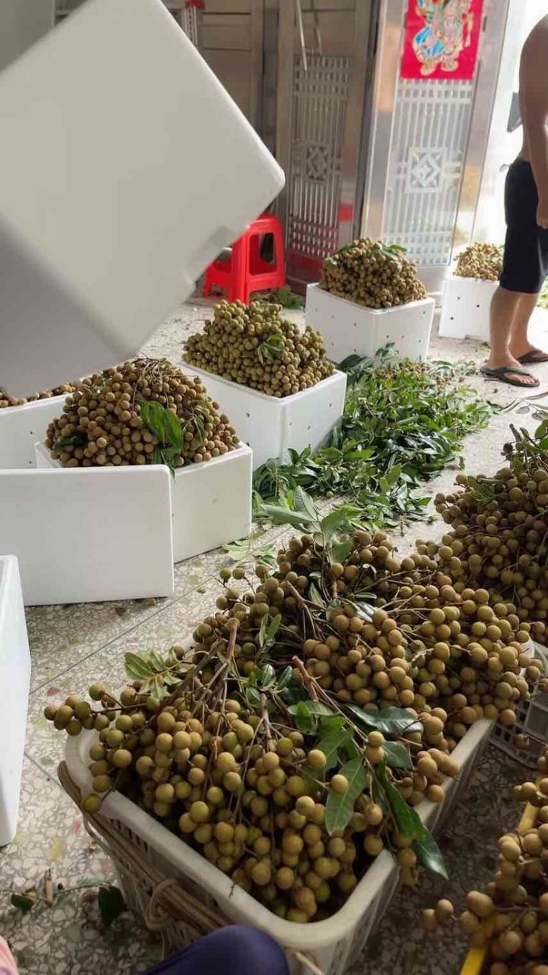 高州石硖龙眼，500斤起批