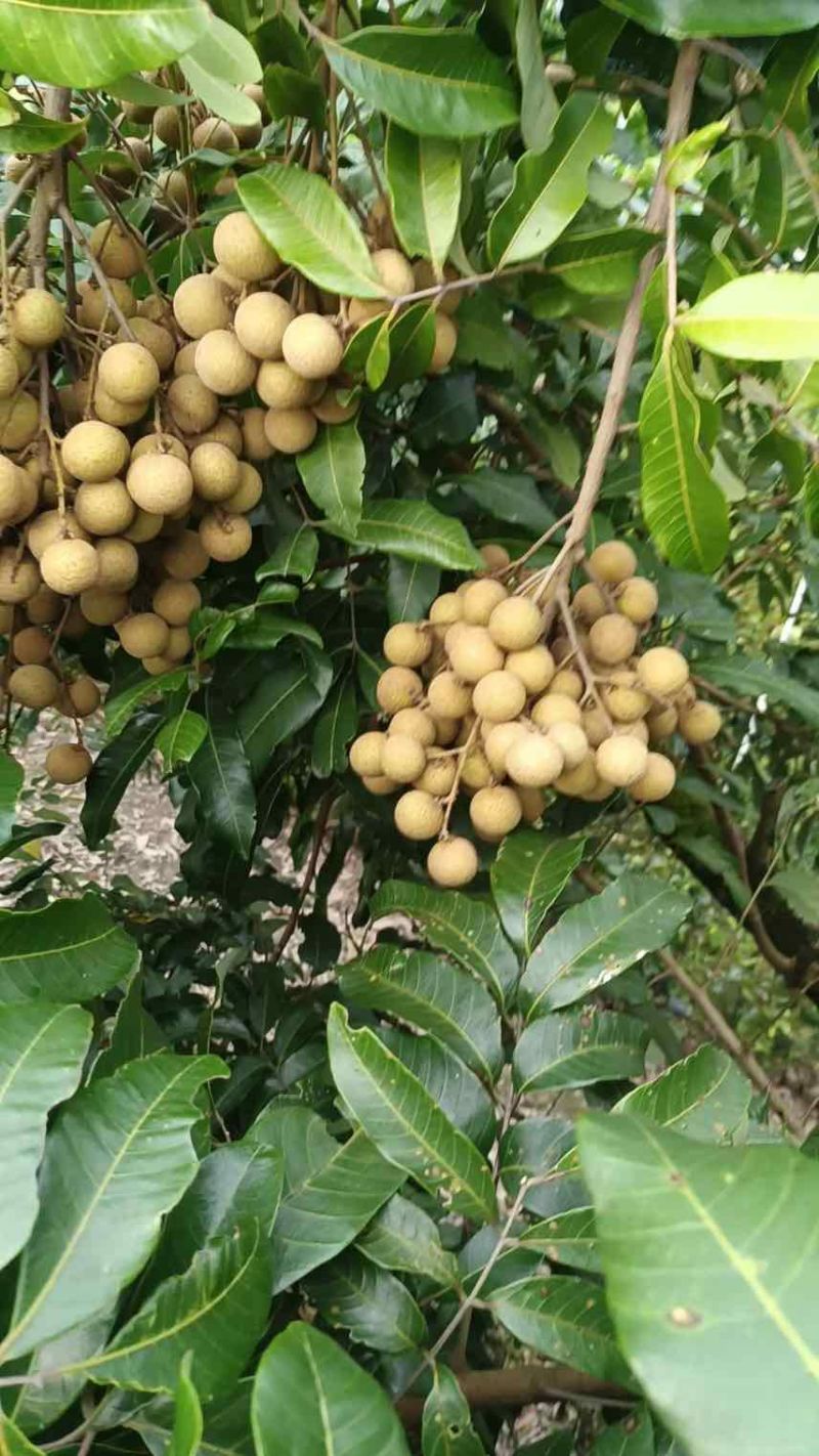 高州石硖龙眼，500斤起批