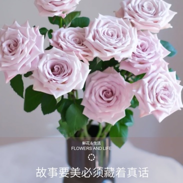 新疆月季花