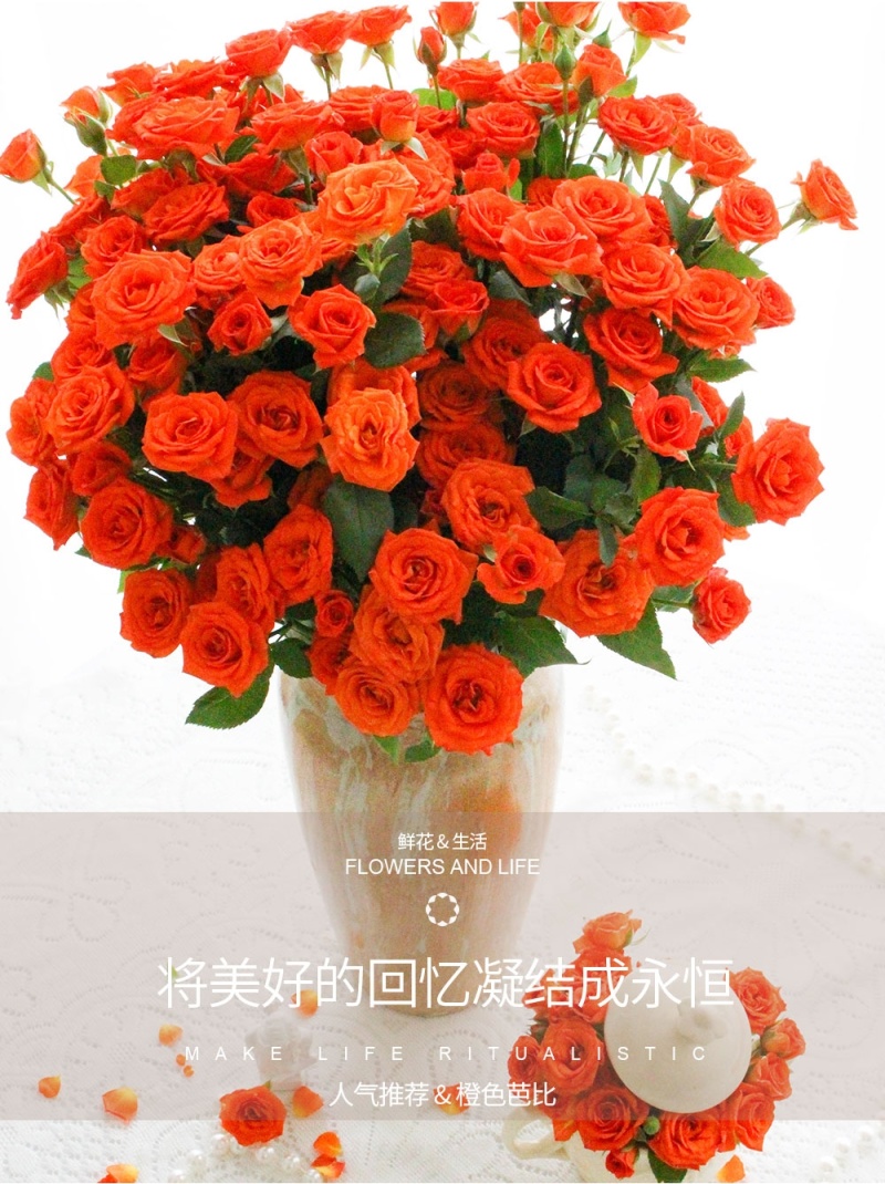 新疆月季花