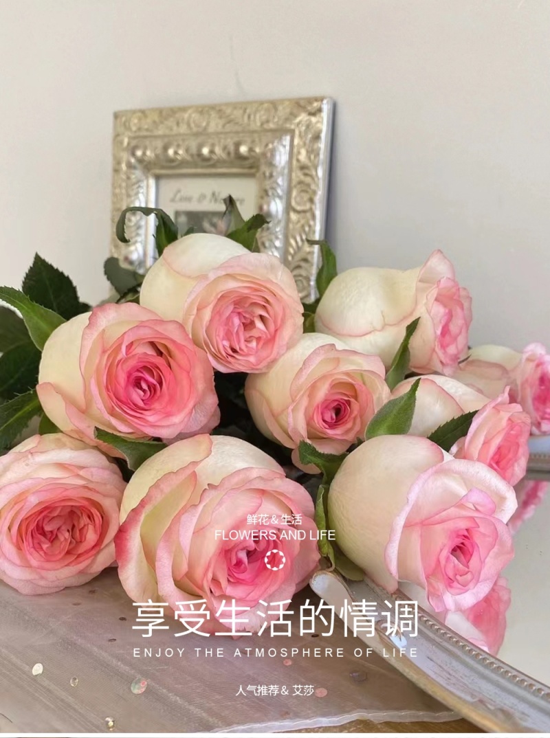 新疆月季花