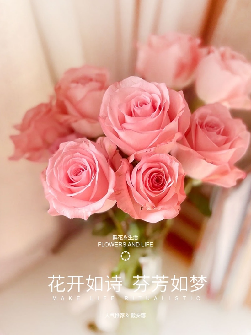新疆月季花