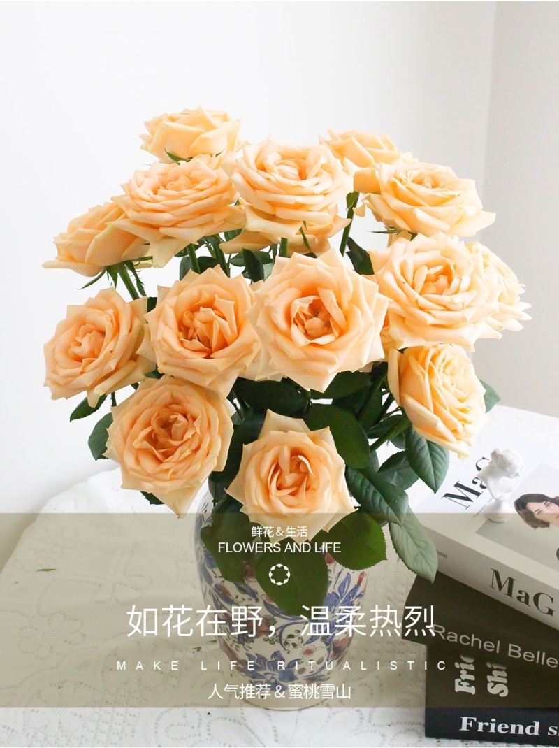 新疆月季花