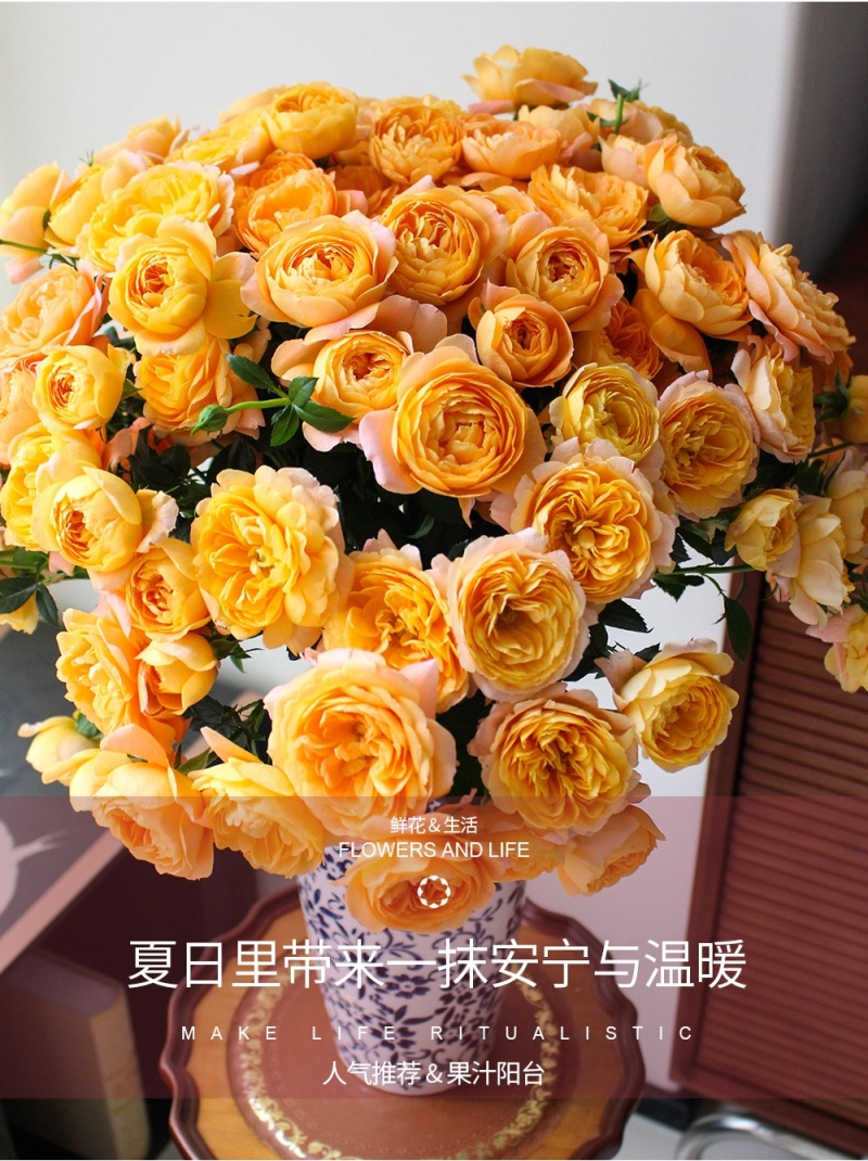 新疆月季花