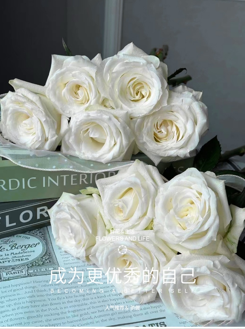 新疆月季花
