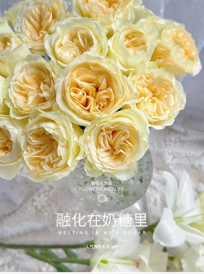 新疆月季花