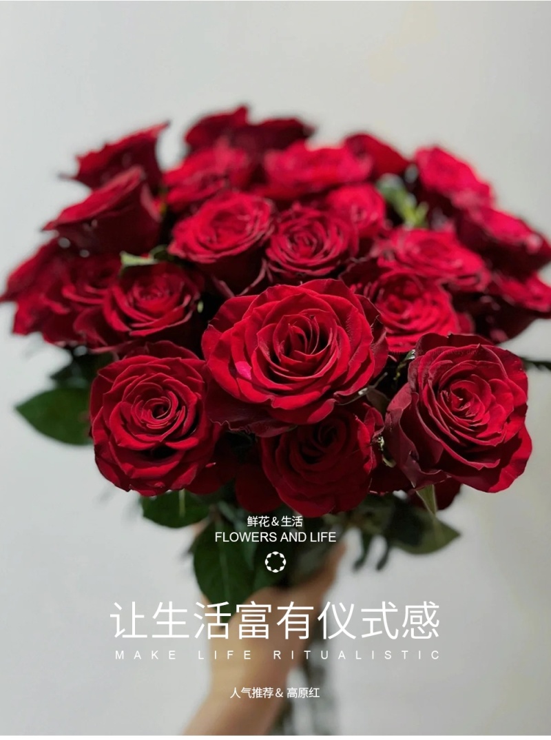 新疆月季花