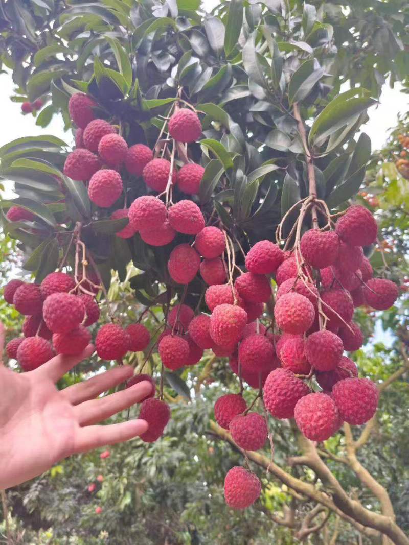 荔枝