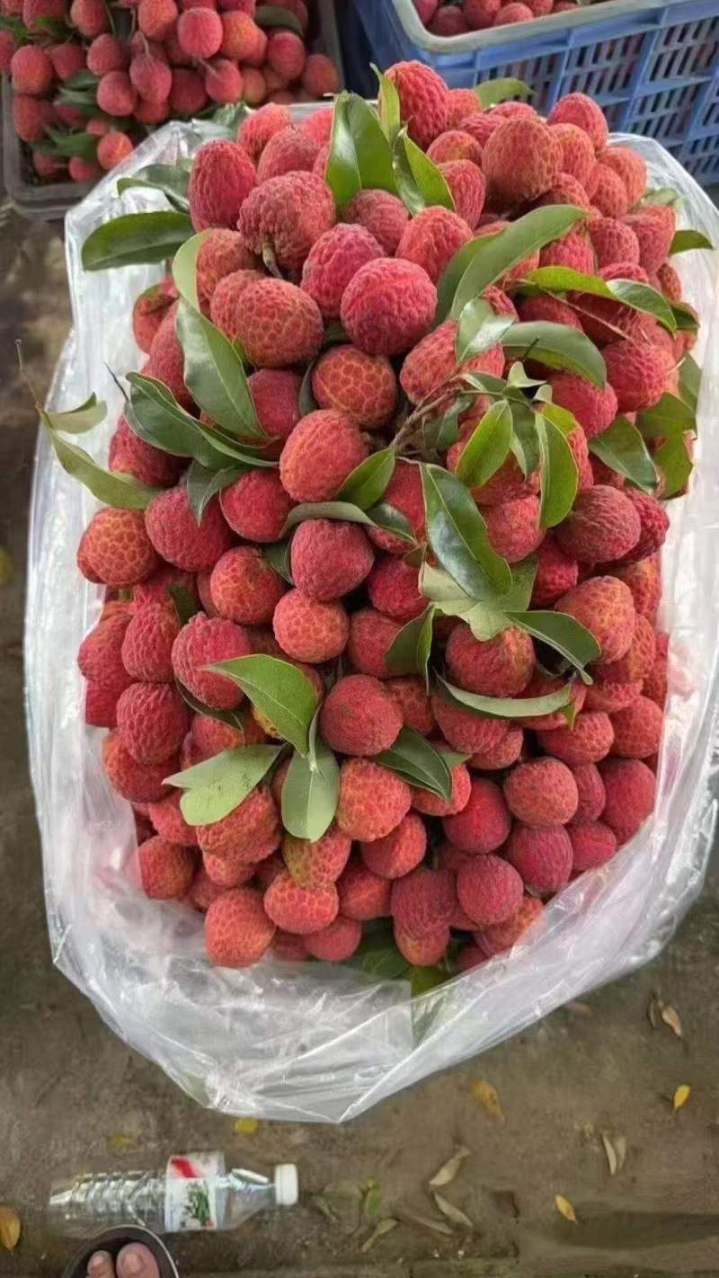 荔枝