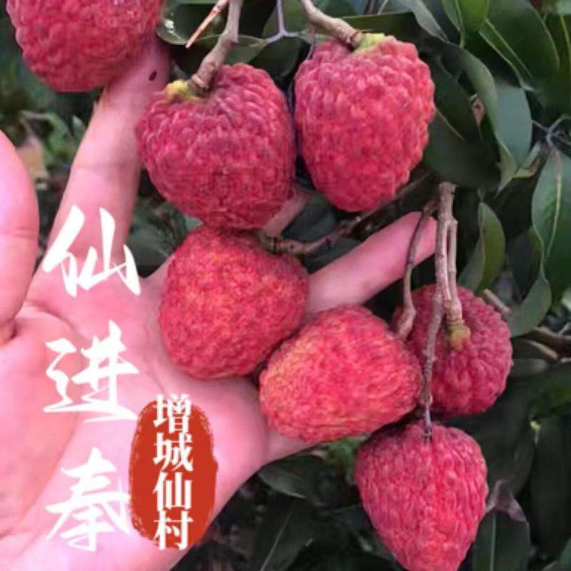 荔枝