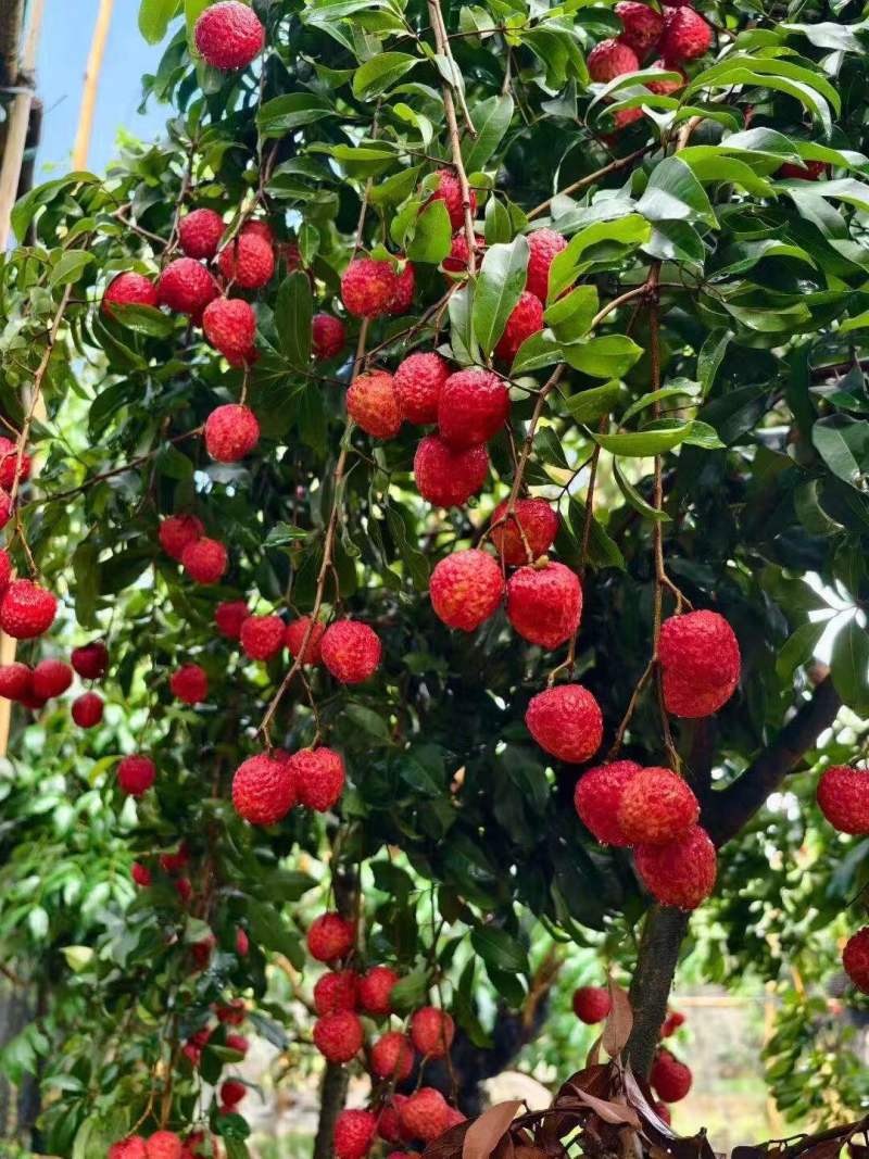 荔枝