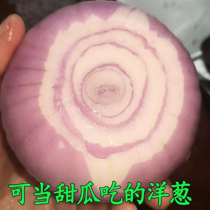 二红水果洋葱