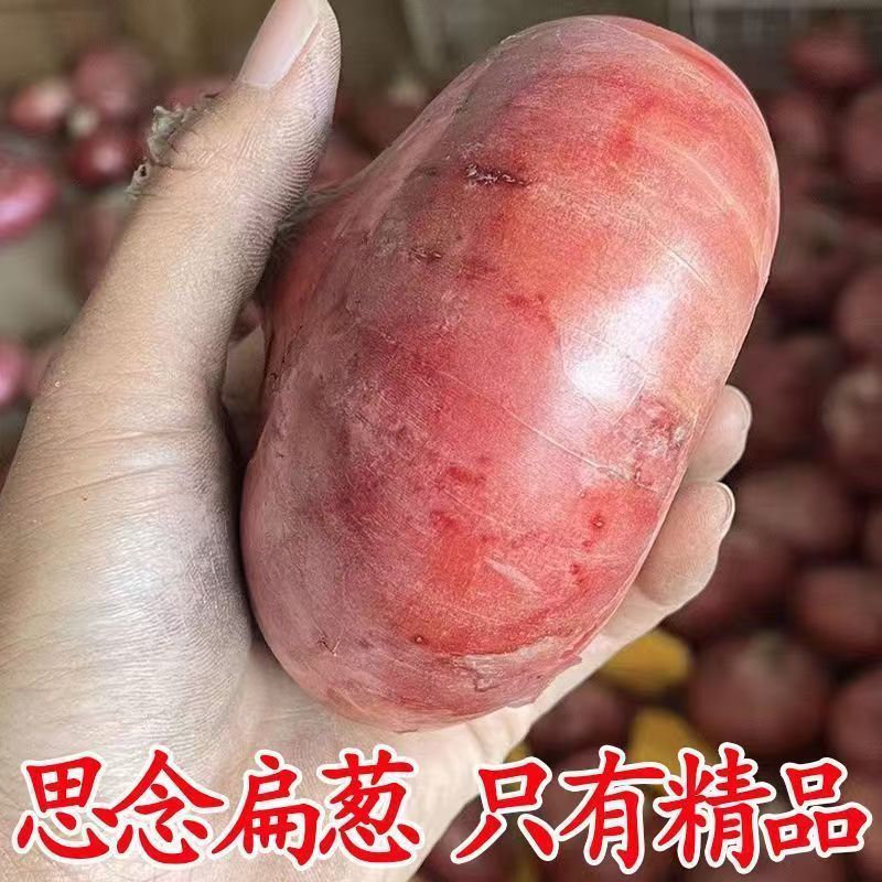 二红水果洋葱