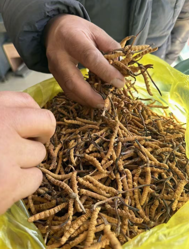 野生冬虫夏草，价格优惠。数量多欢迎联系。