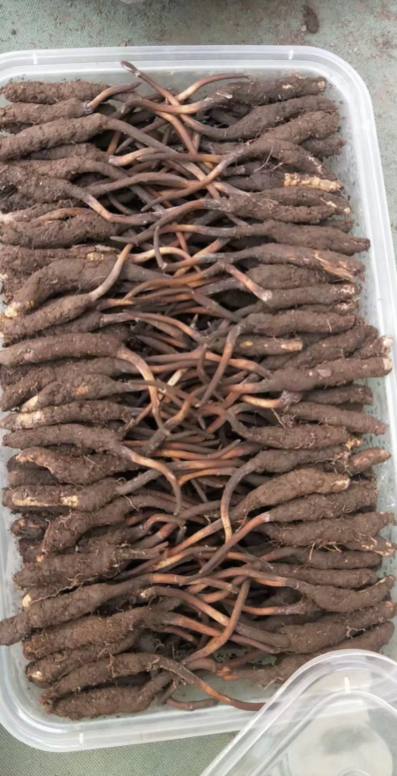 野生冬虫夏草，价格优惠。数量多欢迎联系。