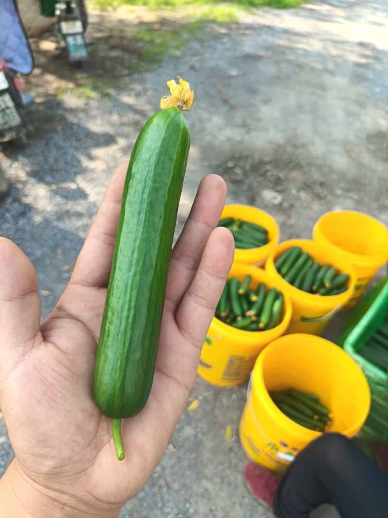 水果黄瓜