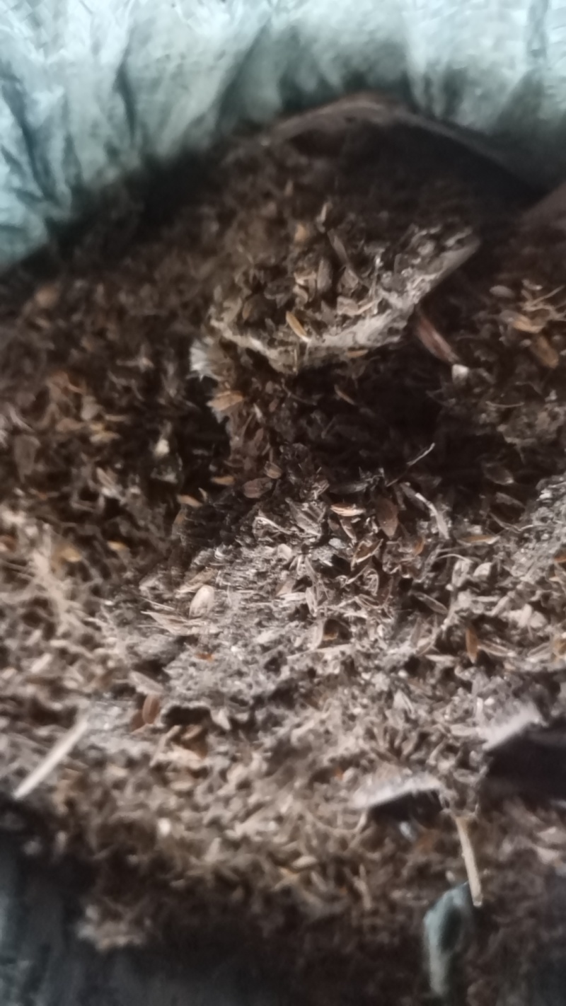 稻壳鸡粪，纯鸡粪，羊粪，兔粪