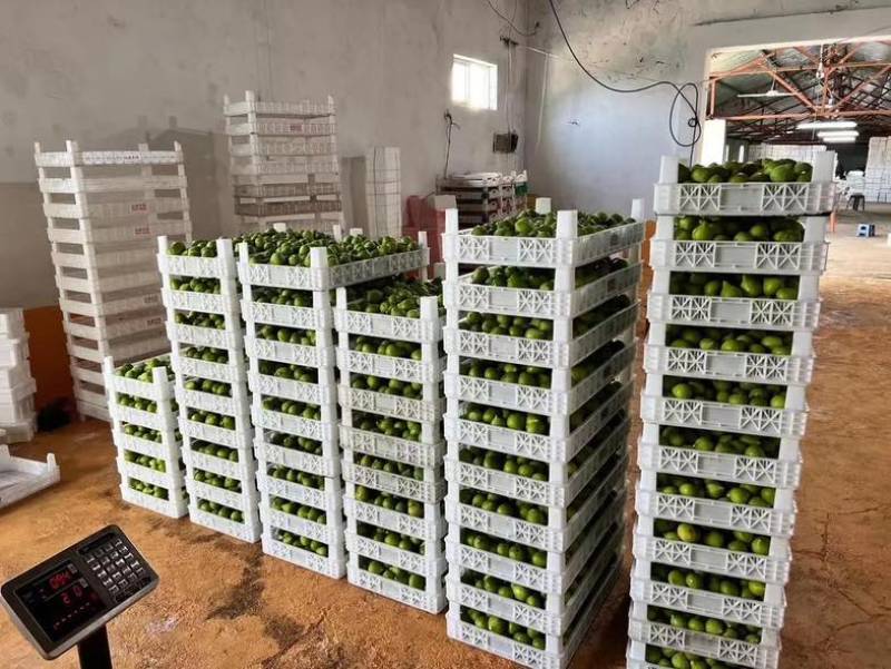 威海青皮无花果新鲜采摘电商一件代发空运冷藏车