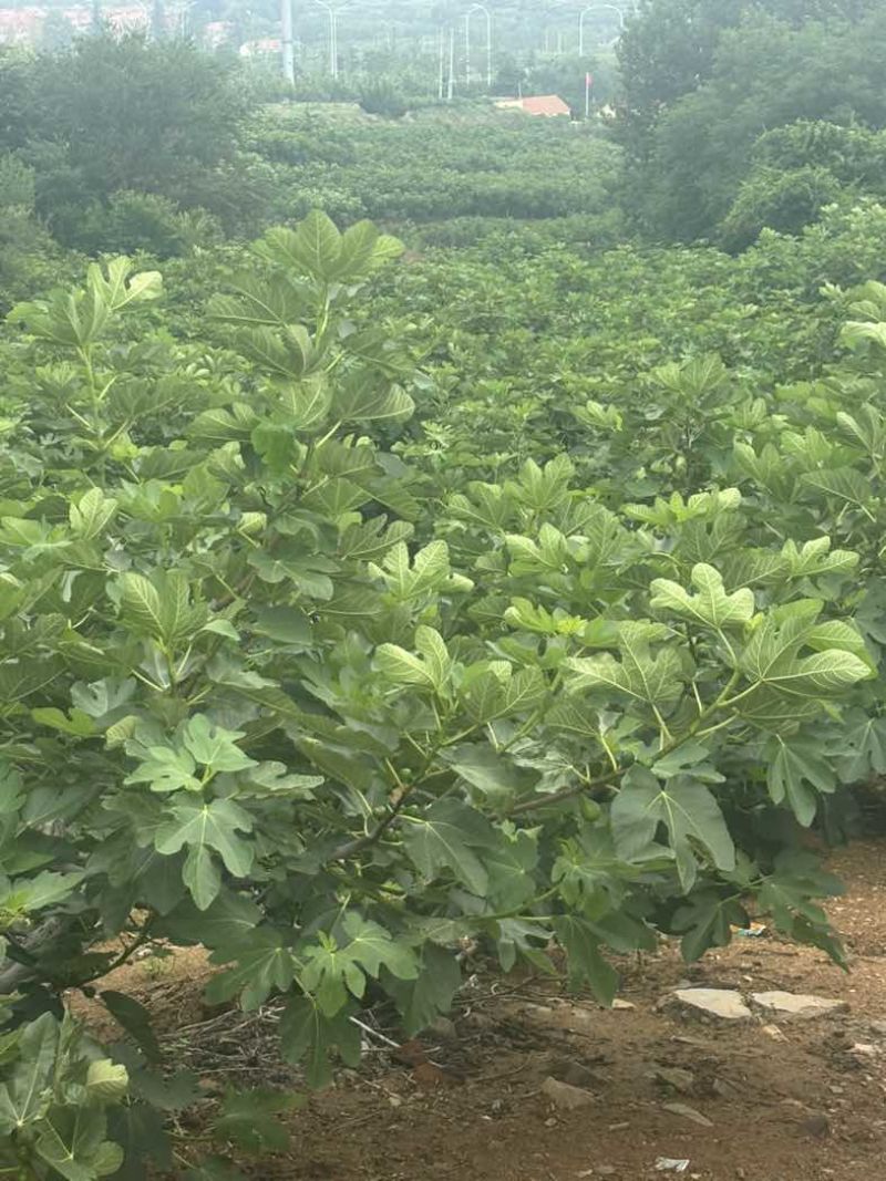 威海青皮无花果新鲜采摘电商一件代发空运冷藏车