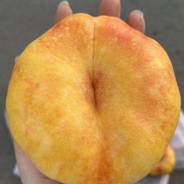 油蟠桃