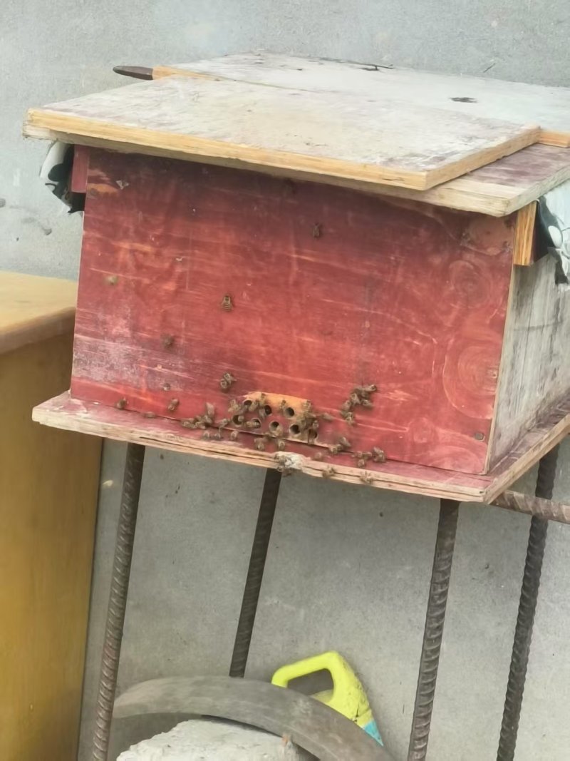 土蜂蜜