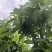 高海拔1600高山产区，优质一类货，墅栖山下农业