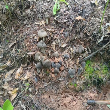 云南宜良野生黑皮鸡枞
