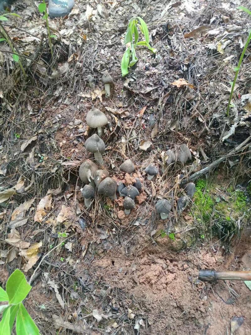 云南宜良野生黑皮鸡枞