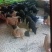 藏香猪