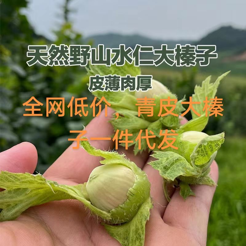 常年青皮榛子，青胡榛子，炒熟榛子。可一件代发。