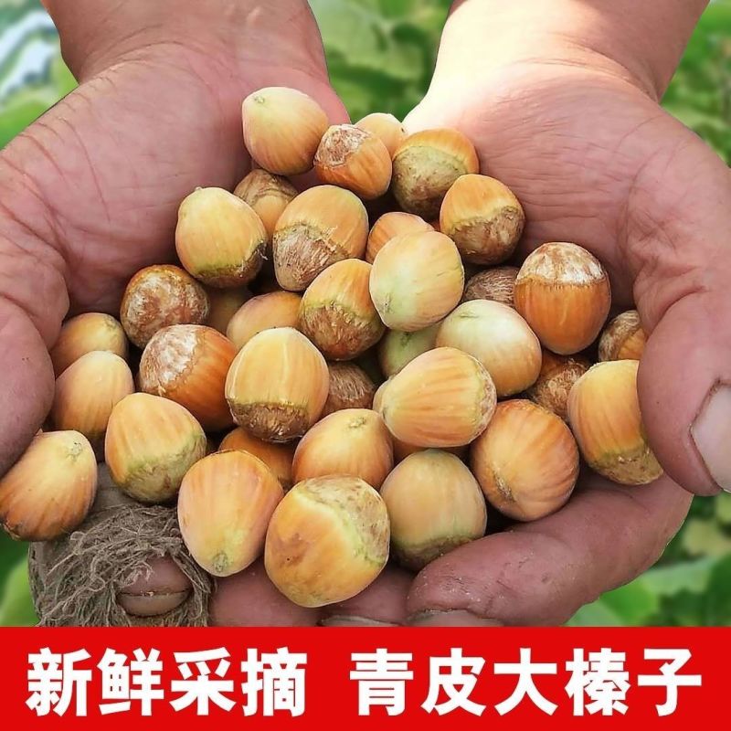 常年青皮榛子，青胡榛子，炒熟榛子。可一件代发。