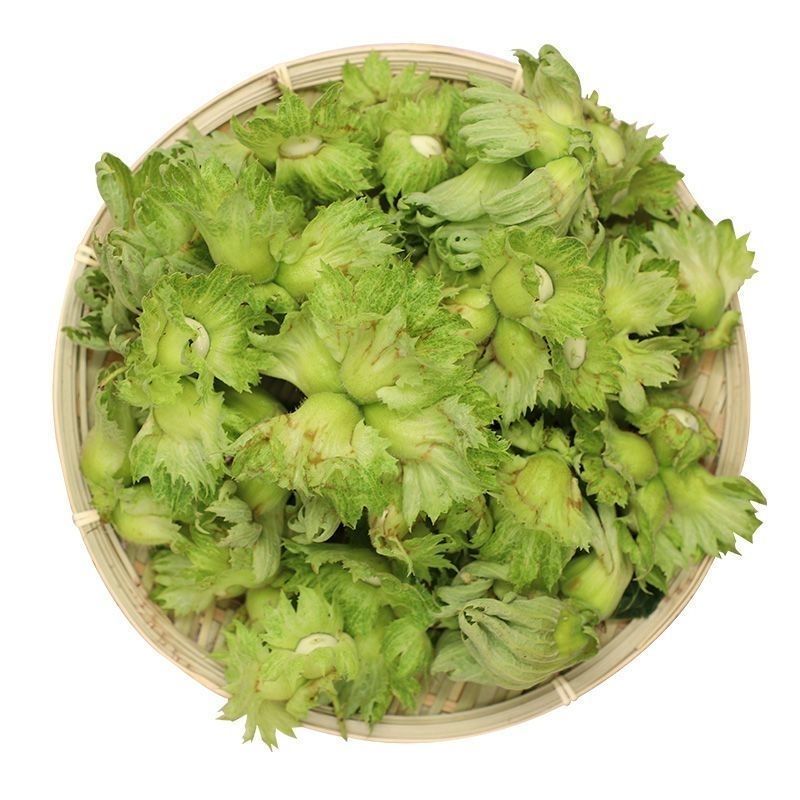 常年青皮榛子，青胡榛子，炒熟榛子。可一件代发。