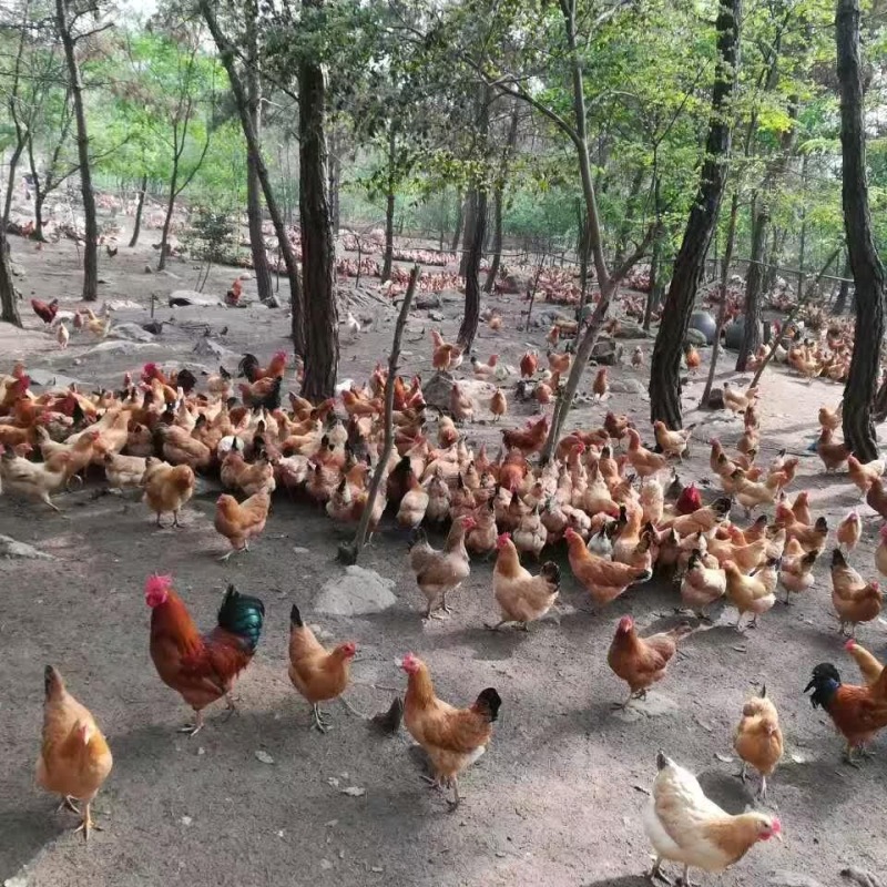 土鸡