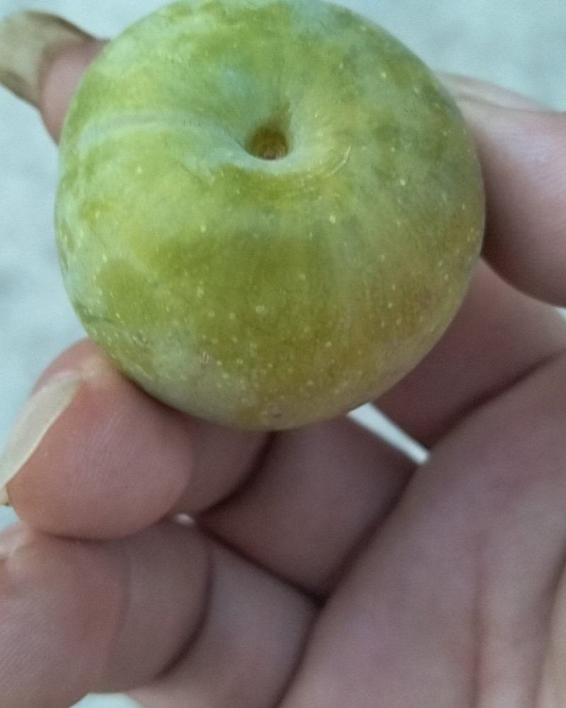 李子