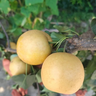 乳儿梨🍐