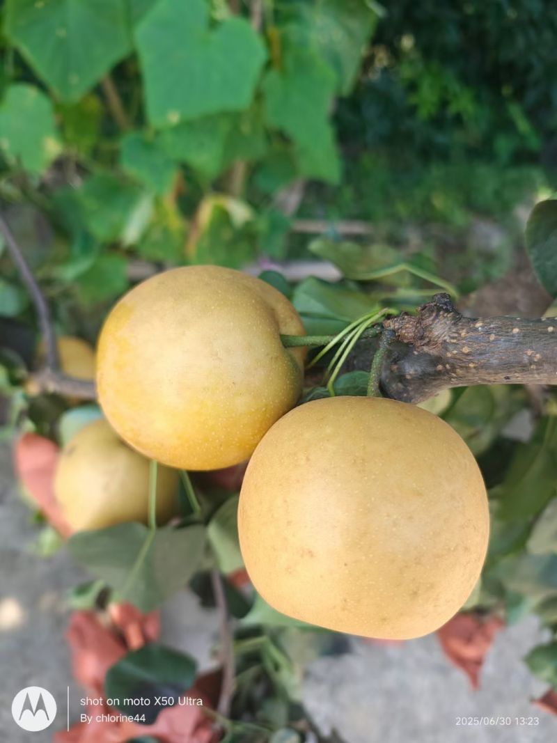 乳儿梨🍐